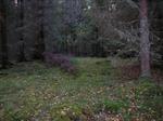 Kärda ångsåg